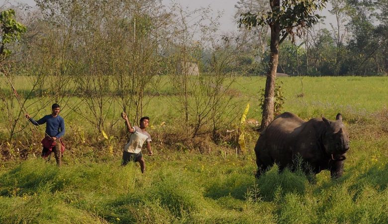 11 Dead, 41 Injured: Alarming Rise in Wildlife Attacks in Chitwan in 2081/82